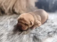 Maple, a male Chinese Shar-Pei for sale in Lehigh Acres, FL – Photo 7 of 8