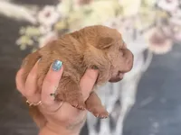 Maple, a male Chinese Shar-Pei for sale in Lehigh Acres, FL – Photo 2 of 8