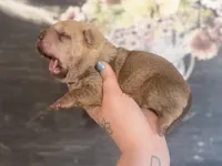 Maple, a male Chinese Shar-Pei for sale in Lehigh Acres, FL – Photo 4 of 8