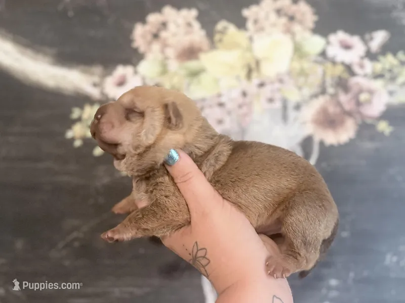 Maple – Chinese Shar-Pei puppy for sale in Lehigh Acres, FL