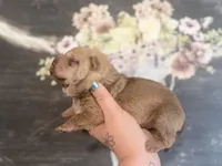 Maple, a male Chinese Shar-Pei for sale in Lehigh Acres, FL – Photo 1 of 8