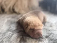 Maple, a male Chinese Shar-Pei for sale in Lehigh Acres, FL – Photo 3 of 8