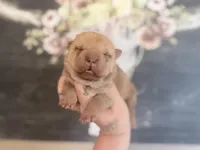 Maple, a male Chinese Shar-Pei for sale in Lehigh Acres, FL – Photo 5 of 8