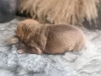 Maple, a male Chinese Shar-Pei for sale in Lehigh Acres, FL – Photo 8 of 8