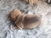 Maple, a male Chinese Shar-Pei for sale in Lehigh Acres, FL – Photo 6 of 8