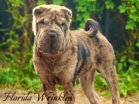 Chevy Chev, a male Chinese Shar-Pei for sale in Lehigh Acres, FL – Photo 3 of 3