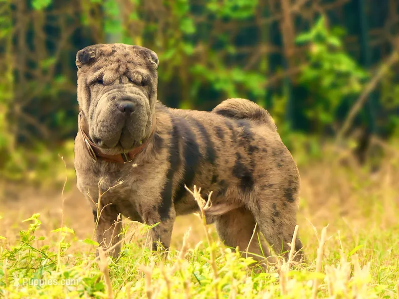 Chevy Chev – Chinese Shar-Pei puppy for sale in Lehigh Acres, FL