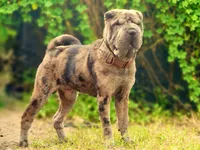 Chevy Chev, a male Chinese Shar-Pei for sale in Lehigh Acres, FL – Photo 2 of 3