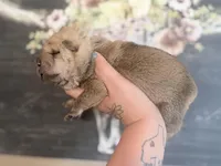 Oak, a male Chinese Shar-Pei for sale in Lehigh Acres, FL – Photo 5 of 7