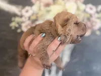 Oak, a male Chinese Shar-Pei for sale in Lehigh Acres, FL – Photo 2 of 7