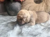 Oak, a male Chinese Shar-Pei for sale in Lehigh Acres, FL – Photo 7 of 7