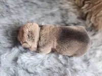 Oak, a male Chinese Shar-Pei for sale in Lehigh Acres, FL – Photo 6 of 7