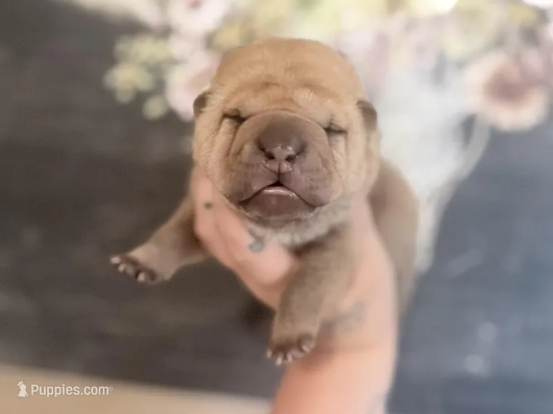 Oak, a male Chinese Shar-Pei for sale in Lehigh Acres, FL – Photo 1 of 7