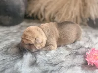 Oak, a male Chinese Shar-Pei for sale in Lehigh Acres, FL – Photo 4 of 7