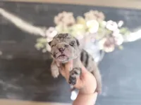 Hank N Beans, a male Chinese Shar-Pei for sale in Lehigh Acres, FL – Photo 3 of 8