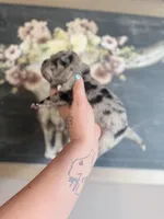 Hank N Beans, a male Chinese Shar-Pei for sale in Lehigh Acres, FL – Photo 2 of 8