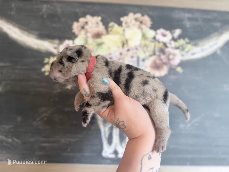 Hank N Beans – Chinese Shar-Pei puppy for sale in Lehigh Acres, FL