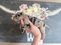 Hank N Beans, a male Chinese Shar-Pei for sale in Lehigh Acres, FL – Photo 1 of 8