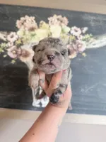 Hank N Beans, a male Chinese Shar-Pei for sale in Lehigh Acres, FL – Photo 5 of 8