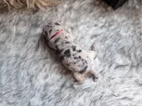 Hank N Beans, a male Chinese Shar-Pei for sale in Lehigh Acres, FL – Photo 8 of 8