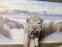 Stefon, a male Chinese Shar-Pei for sale in Lehigh Acres, FL – Photo 4 of 7