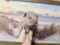 Stefon, a male Chinese Shar-Pei for sale in Lehigh Acres, FL – Photo 3 of 7