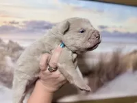 Stefon, a male Chinese Shar-Pei for sale in Lehigh Acres, FL – Photo 2 of 7