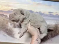 Stefon, a male Chinese Shar-Pei for sale in Lehigh Acres, FL – Photo 6 of 7