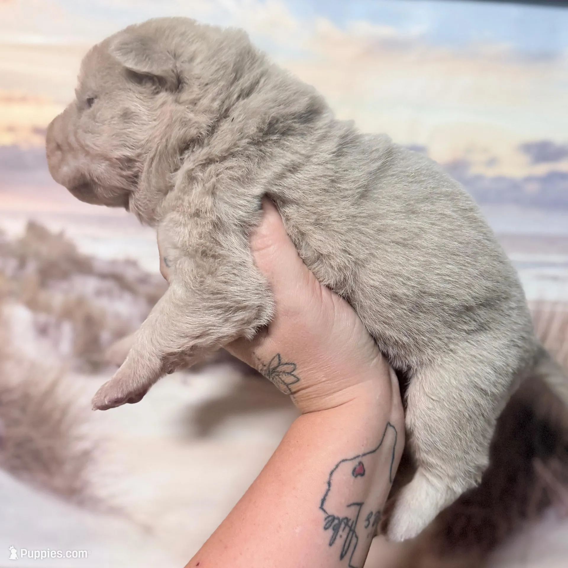 Stefon – Chinese Shar-Pei puppy for sale in Lehigh Acres, FL
