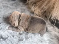 Palm, a male Chinese Shar-Pei for sale in Lehigh Acres, FL – Photo 5 of 6