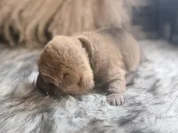 Palm, a male Chinese Shar-Pei for sale in Lehigh Acres, FL – Photo 4 of 6