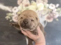 Palm, a male Chinese Shar-Pei for sale in Lehigh Acres, FL – Photo 2 of 6