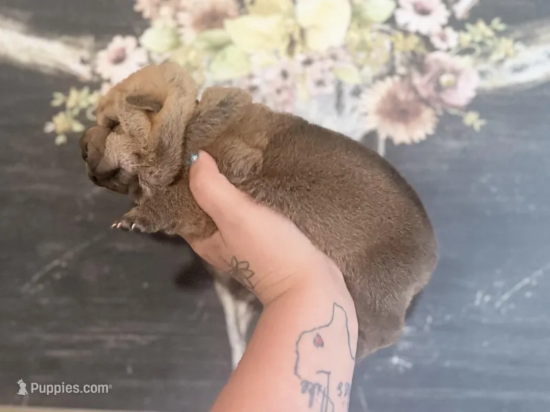 Palm – Chinese Shar-Pei puppy for sale in Lehigh Acres, FL