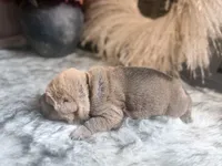 Palm, a male Chinese Shar-Pei for sale in Lehigh Acres, FL – Photo 6 of 6