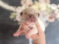 Gingy, a female Chinese Shar-Pei for sale in Lehigh Acres, FL – Photo 2 of 8