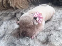 Gingy, a female Chinese Shar-Pei for sale in Lehigh Acres, FL – Photo 7 of 8