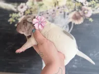 Gingy, a female Chinese Shar-Pei for sale in Lehigh Acres, FL – Photo 1 of 8