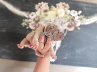 Gingy, a female Chinese Shar-Pei for sale in Lehigh Acres, FL – Photo 6 of 8