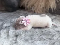 Gingy, a female Chinese Shar-Pei for sale in Lehigh Acres, FL – Photo 8 of 8