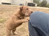 Metallica , a female Chinese Shar-Pei for sale in Lehigh Acres, FL – Photo 5 of 7