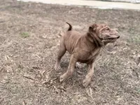 Metallica , a female Chinese Shar-Pei for sale in Lehigh Acres, FL – Photo 4 of 7