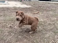 Metallica , a female Chinese Shar-Pei for sale in Lehigh Acres, FL – Photo 1 of 7