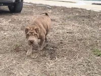 Metallica , a female Chinese Shar-Pei for sale in Lehigh Acres, FL – Photo 3 of 7