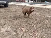 Metallica , a female Chinese Shar-Pei for sale in Lehigh Acres, FL – Photo 7 of 7
