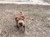 Metallica , a female Chinese Shar-Pei for sale in Lehigh Acres, FL – Photo 2 of 7