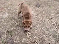 Metallica , a female Chinese Shar-Pei for sale in Lehigh Acres, FL – Photo 6 of 7