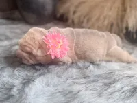 Willow, a female Chinese Shar-Pei for sale in Lehigh Acres, FL – Photo 5 of 7