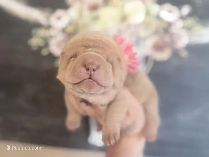 Willow – Chinese Shar-Pei puppy for sale in Lehigh Acres, FL