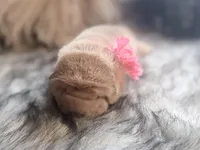 Willow, a female Chinese Shar-Pei for sale in Lehigh Acres, FL – Photo 3 of 7