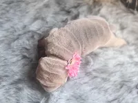 Willow, a female Chinese Shar-Pei for sale in Lehigh Acres, FL – Photo 2 of 7